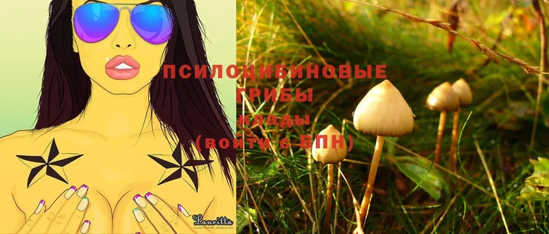 Галлюциногенные грибы Cubensis  Вязники 