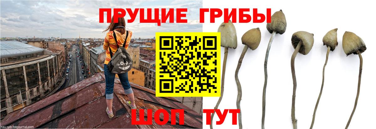 Галлюциногенные грибы ЛСД  Галлюциногенные грибы GOLDEN TEACHER  как найти закладки  Вязники 